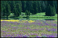 Purple flowers and pine trees. Yellowstone National Park, Wyoming, USA. (color)