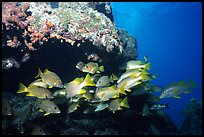 Yellow snappers under an overhang. Biscayne National Park, Florida, USA. (color)
