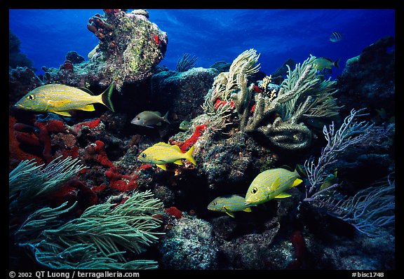 Yellow snappers and soft coral. Biscayne National Park, Florida, USA.