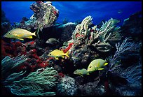 Yellow snappers and soft coral. Biscayne National Park ( color)