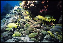 School of yellow snappers and rock. Biscayne National Park ( color)
