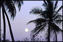 Palm trees and moon, Convoy Point. Biscayne National Park, Florida, USA.