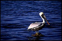 Pelican. Biscayne National Park, Florida, USA. (color)