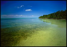 Shoreline and seagrass on Elliott Key near the harbor. Biscayne National Park, Florida, USA. (color)