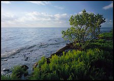Saltwarts plants and tree on oceanside coast, early morning, Elliott Key. Biscayne National Park, Florida, USA.
