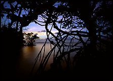 Silhouetted mangroves at dusk. Biscayne National Park, Florida, USA.