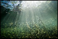 Sunrays and silverside fish school in mangrove forest. Biscayne National Park ( color)