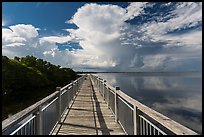 Boardwalk and mangroves, Convoy Point. Biscayne National Park, Florida, USA. (color)