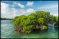 Mangrove and clear water, Swan Key. Biscayne National Park ( color)