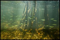 Fish swim amongst mangroves, Convoy Point. Biscayne National Park ( color)