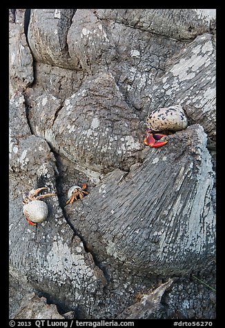 Hermit crabs at the base of palm tree, Garden Key. Dry Tortugas National Park, Florida, USA.