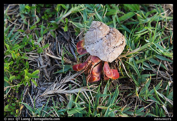 Hermit crab, Garden Key. Dry Tortugas National Park, Florida, USA.