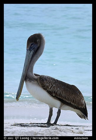 Pelican, Garden Key. Dry Tortugas National Park, Florida, USA.