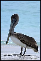 Pelican, Garden Key. Dry Tortugas National Park, Florida, USA.