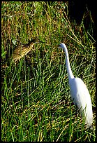 American Bittern and Great White Heron. Everglades National Park, Florida, USA.