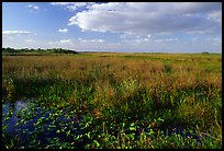 Marsh near Ahinga trail, late afternoon. Everglades National Park ( color)