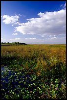 Freshwater marsh with aquatic plants and sawgrass near Ahinga trail, late afternoon. Everglades National Park, Florida, USA.