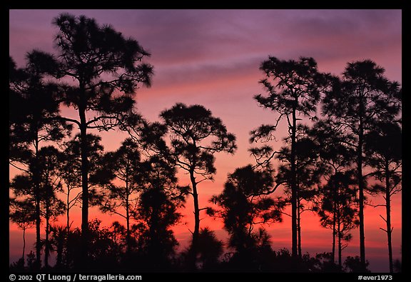 Slash pines silhouettes at sunrise. Everglades National Park (color)