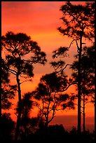 Slash pines against bright sunrise sky. Everglades National Park, Florida, USA.