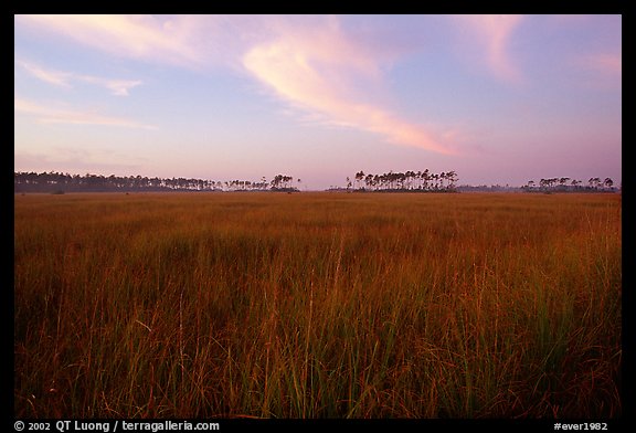 Sawgrass prairie environment with distant pinelands near Mahogany Hammock. Everglades National Park, Florida, USA.