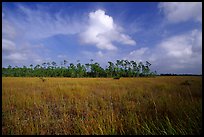Sawgrass prairie and slash pines near Mahogany Hammock. Everglades National Park, Florida, USA. (color)