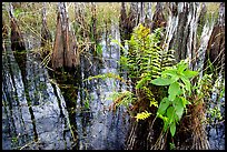 Swamp Ferns (Blechnum serrulatum) on cypress. Everglades National Park ( color)