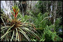 Pictures of Bromeliads
