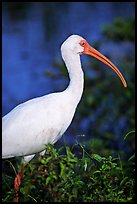 White Ibis. Everglades National Park, Florida, USA. (color)