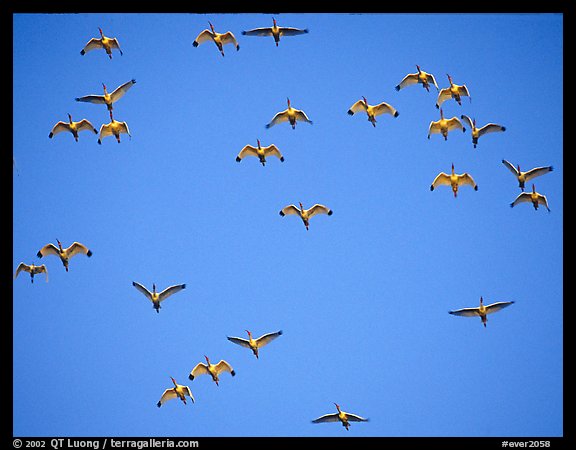 Flock of white ibis in flight. Everglades National Park (color)