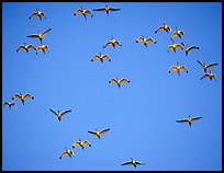 Flock of white ibis in flight. Everglades National Park, Florida, USA.