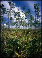 Slash pines and saw-palmetttos, remnants of Florida's flatwoods. Everglades National Park ( color)