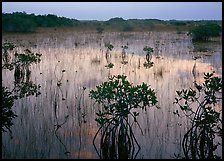 Mangrove shrubs several miles inland near Parautis pond, sunrise. Everglades National Park, Florida, USA.