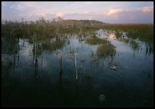 Freshwater marsh with Pond Cypress and sawgrass, evening. Everglades National Park, Florida, USA.