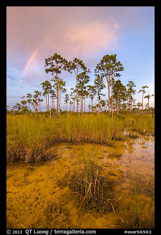 Pine trees and rainbow at sunset. Everglades National Park, Florida, USA.