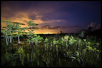 pictures of Everglades National Park Night