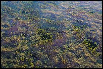 Aerial view of pineland. Everglades National Park ( color)