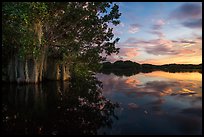 Trees with Spanish Moss in Paurotis Pond at sunset. Everglades National Park ( color)