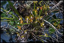 Tampa Butterfly Orchid (Encyclia tampensis). Everglades National Park, Florida, USA. (color)