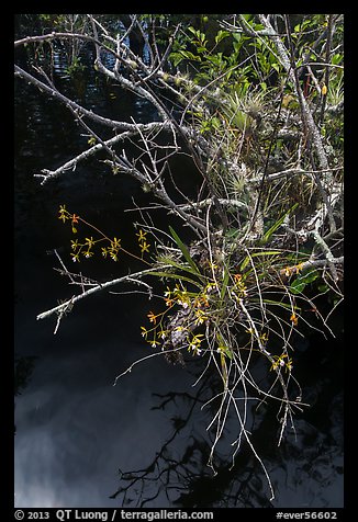 Native Butterfly Orchid (Encyclia tampensis) growing in marsh. Everglades National Park, Florida, USA.