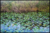Lily pads, Shark Valley. Everglades National Park ( color)