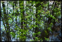 Bacopa and cypress dome reflection. Everglades National Park ( color)