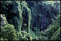 Steep Ohe o gorge walls covered with tropical vegetation, Pipiwai trail. Haleakala National Park, Hawaii, USA. (color)