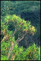 Pandanus trees  (Hawaiian Hala). Haleakala National Park, Hawaii, USA.