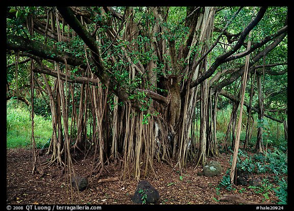 Banyan tree. Haleakala National Park, Hawaii, USA.