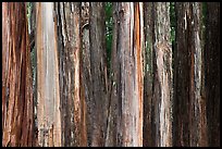 Multicolored Eucalyptus trees, Hosmer Grove. Haleakala National Park, Hawaii, USA. (color)