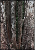 Eucalyptus tree trunks, Hosmer Grove. Haleakala National Park, Hawaii, USA. (color)