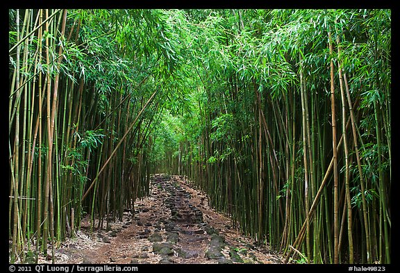Trail through bamboo canopy. Haleakala National Park, Hawaii, USA.