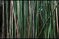 Bamboo stems. Haleakala National Park, Hawaii, USA. (color)