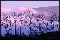 Trees silhouetted against fog at sunrise. Hawaii Volcanoes National Park, Hawaii, USA.