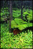 Hawaiian rain forest ferns and trees. Hawaii Volcanoes National Park ( color)